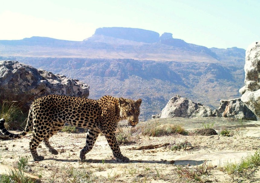 Photo by Cape Leopard Trust