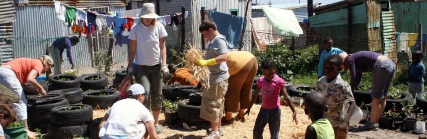 Mulching with straw to protect seedlings