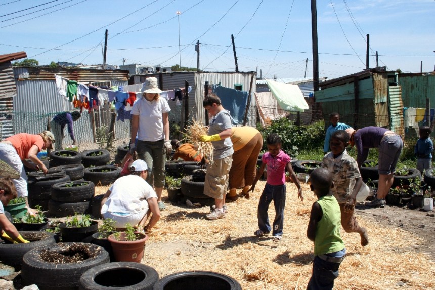 Mulching with straw to protect seedlings