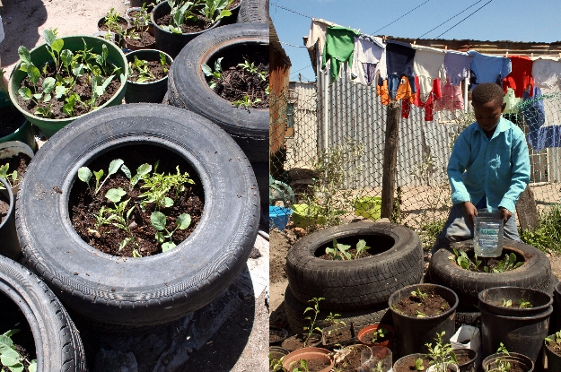 Watering the recycled tyre containers.