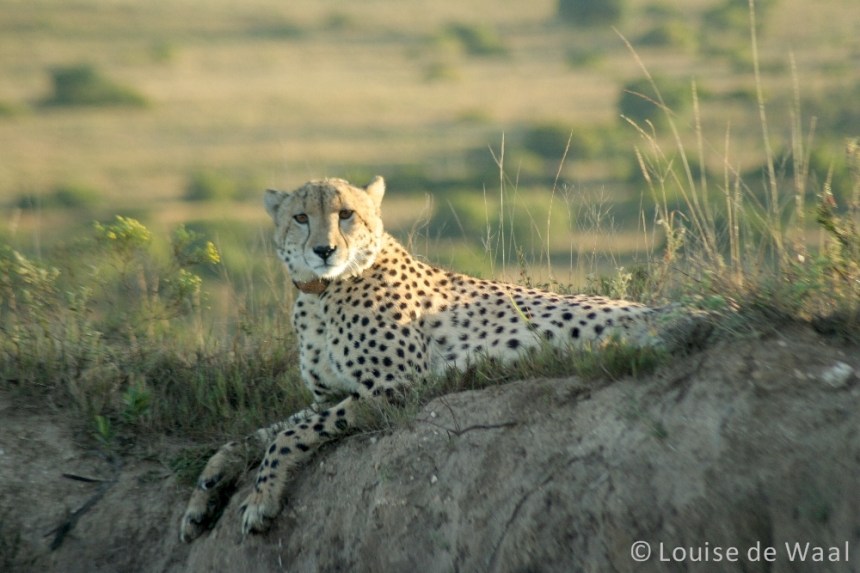 Amakhala Game Reserve cheetah