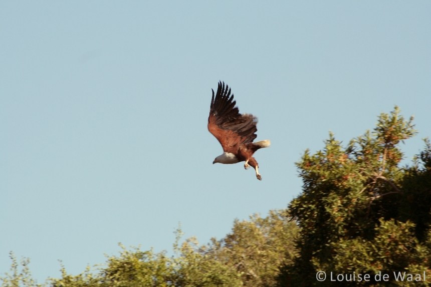 Amakhala Game Reserve fish eagle