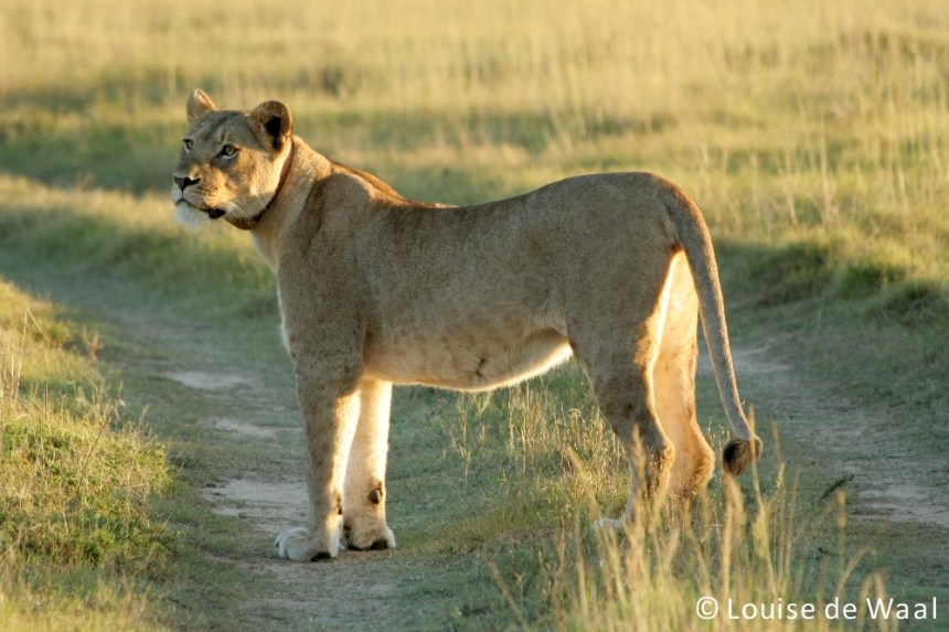 Amakhala Game Reserve lioness