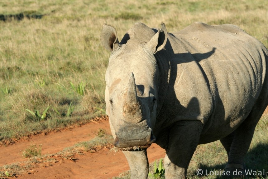 Amakhala Game Reserve rhino