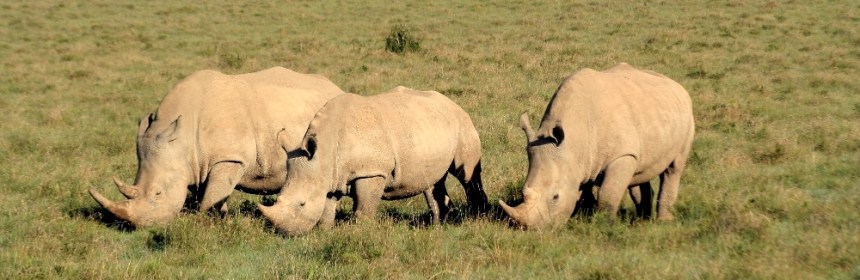 Amakhala Game Reserve rhinos