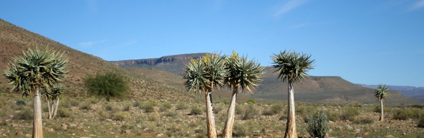 Quiver trees - Biedouw Valley
