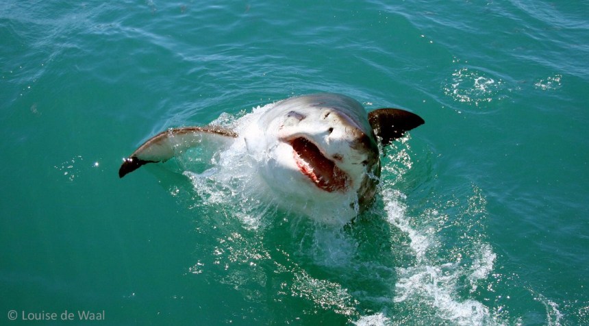 Beaching shark previous trip 1