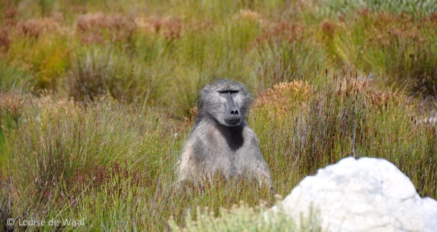Baboon in Cape Point National Park South Africa