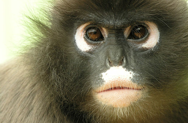 category-animalWelfare-14-SAASA-635