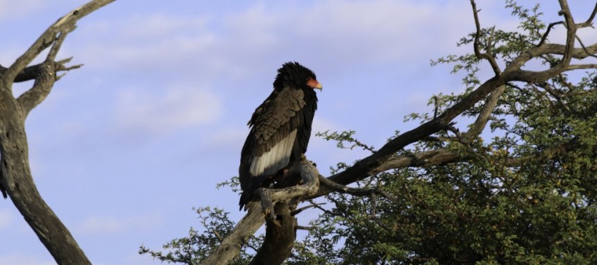 Kgalagadi-Bateleur-1024x455