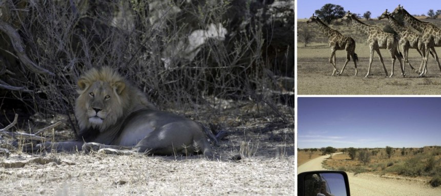 kgalagadi-game-1024x455