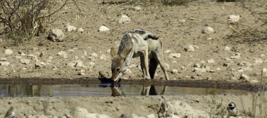 Kgalagadi-Jackal-1024x455