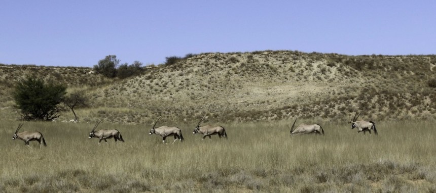 Kgalagadi-Oryx-1024x455