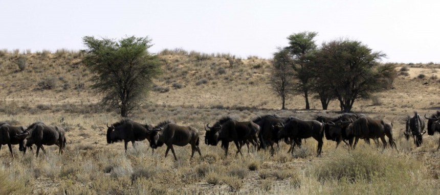 Kgalagadi-Wildebeest-1024x455