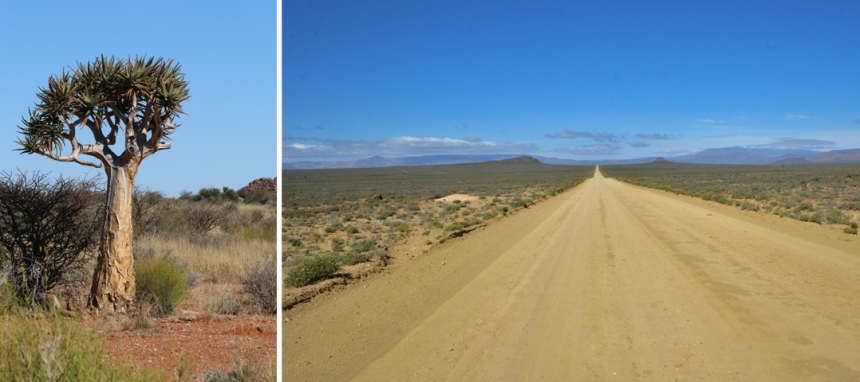 Northern-Cape-Dirt-Road-Kokerboom