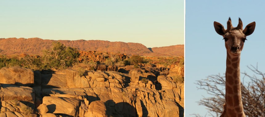 Augrabies-Giraffe-Landscape