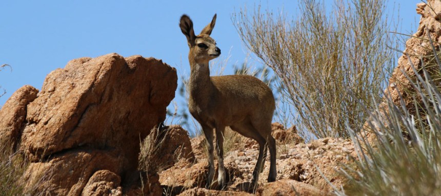 Augrabies-Klipspringer