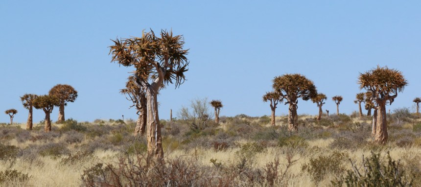 Augrabies-Quiver-Tree-Forest
