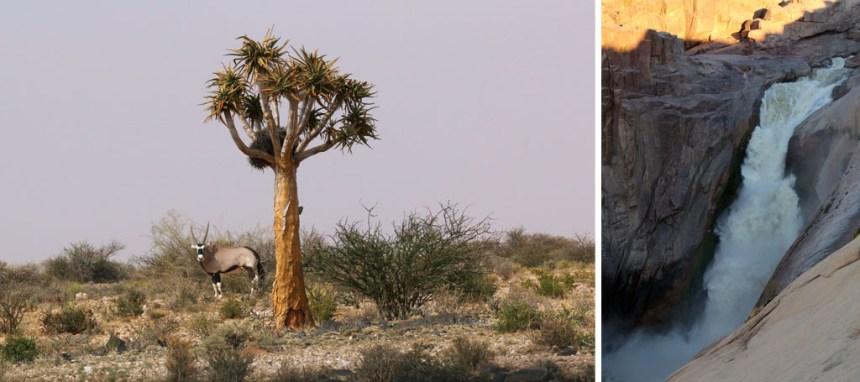 Augrabies-Quiver-Tree-Oryx