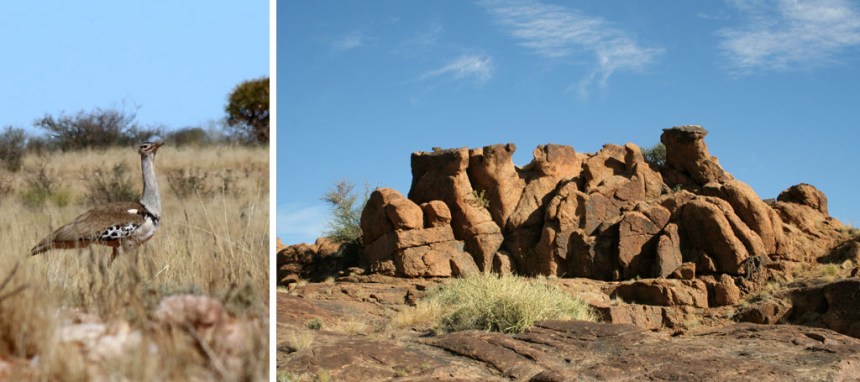 cori-bustard-Augrabies-landscape