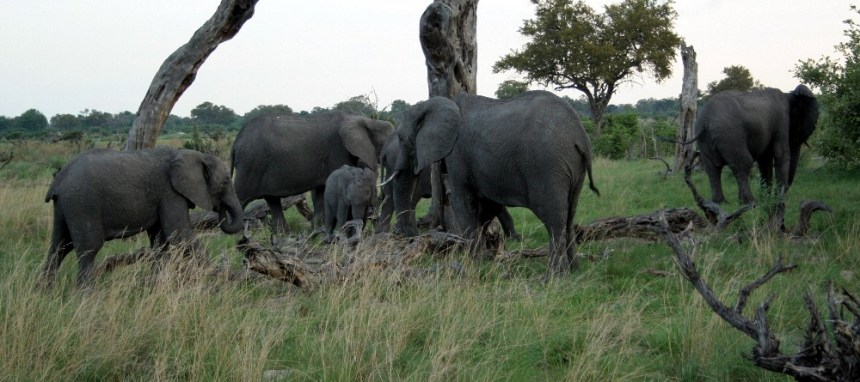 Elephant herd in Okavango Delta