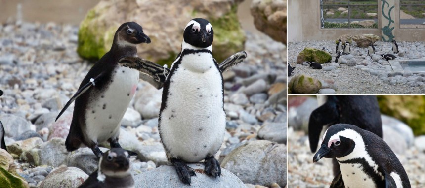 African-Penguin-and-Seabird-Sanctuary-APSS-Endangered-Species