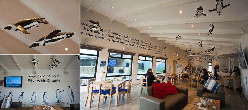 African-Penguin-and-Seabird-Sanctuary-APSS-in-Kleinbaai