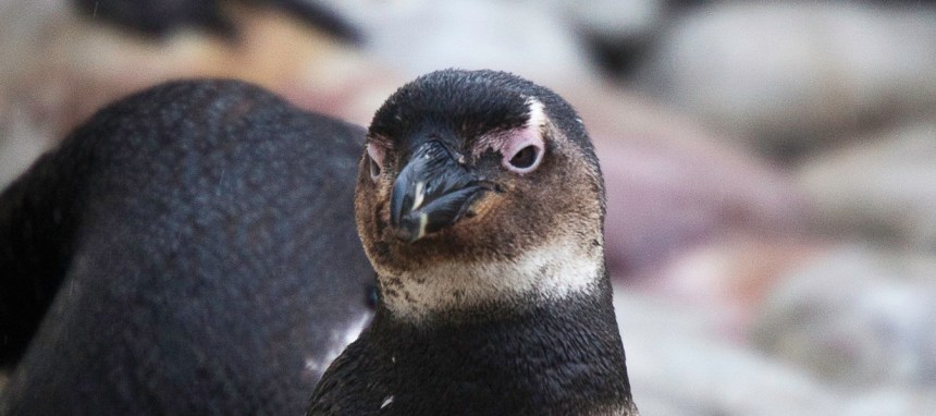 African-Penguin-and-Seabird-Sanctuary-APSS-Juvenile