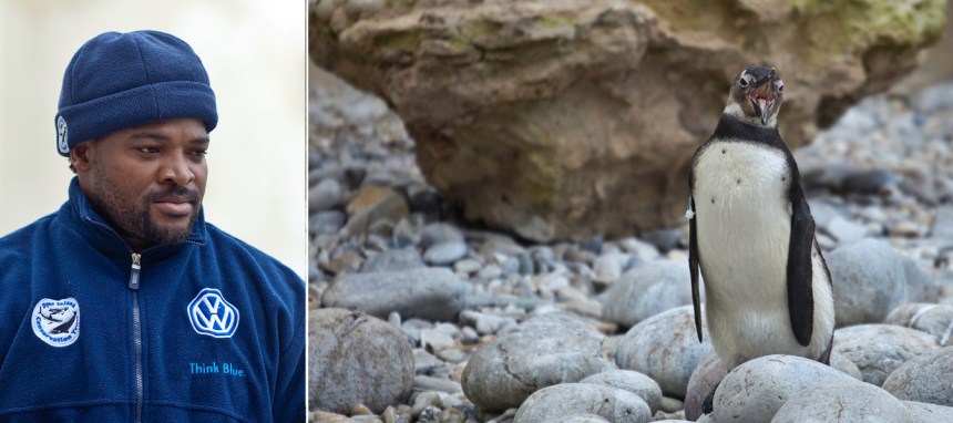 African-Penguin-and-Seabird-Sanctuary-APSS-Xolani-Lawo