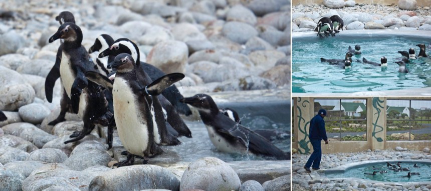 African-Penguin-and-Seabird-Sanctuary-APSS