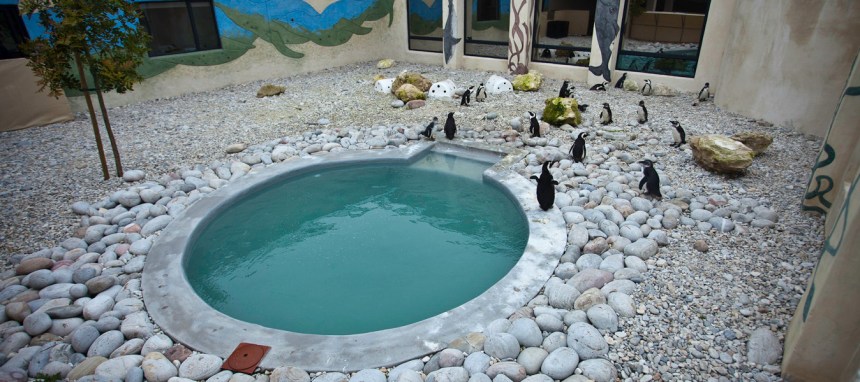 African-Penguin-Seabird-Sanctuary-APSS-Kleinbaai