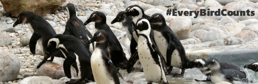 APPS #everybirdcounts