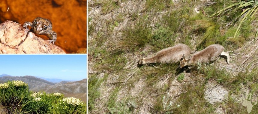 Hottentots Holland wildlife klipspringers fynbos