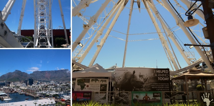 Cape Wheel #ForeverWildRhino