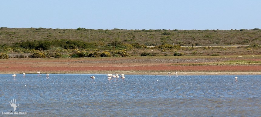 Bird watching Rocherpan