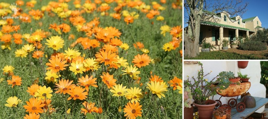 Darling in Spring flower season