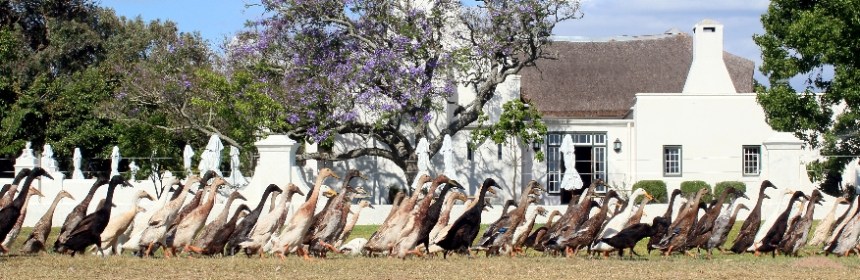 Runner ducks at Vergenoegd