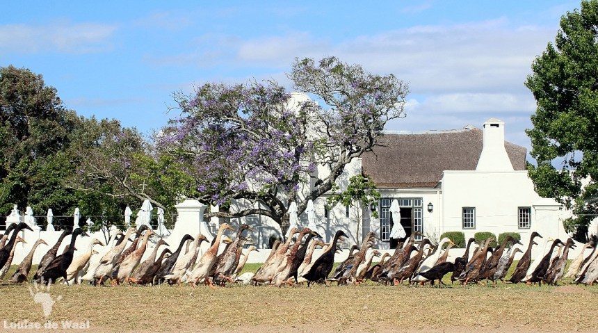 Vergenoegd waddling workforce return home for the night