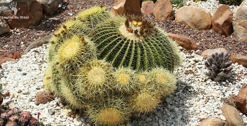 Water-wise garden at Soekershof, Robertson