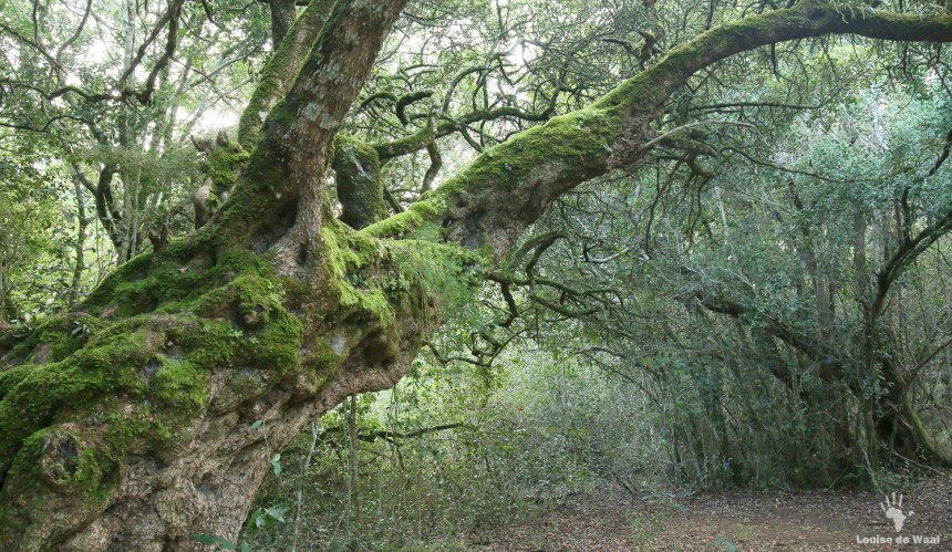 Platbos ancient forest in the Overberg, South Africa