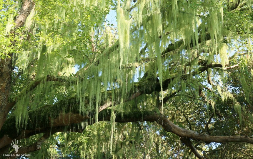 Platbos beard mosses