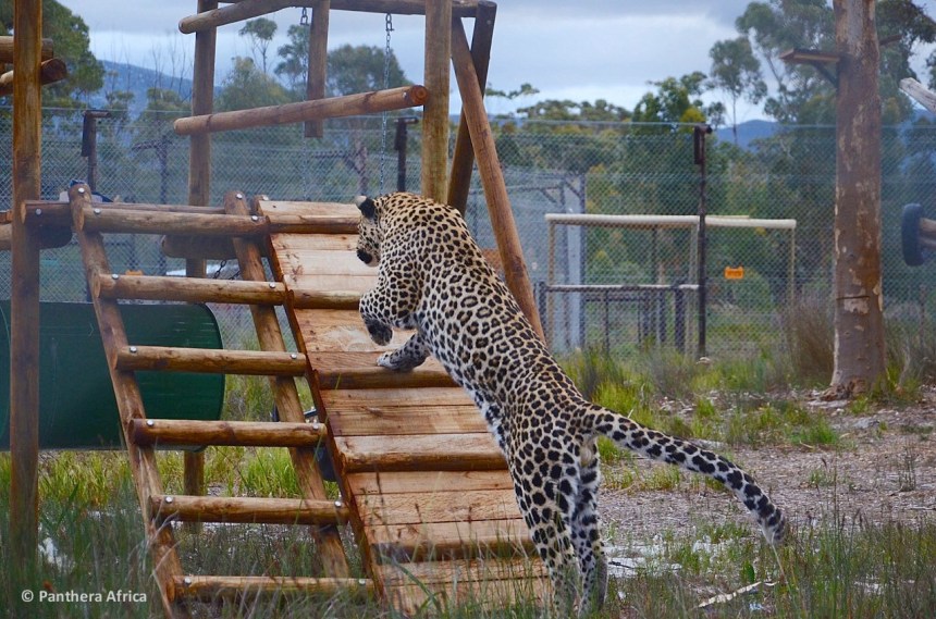 In memory of Zorro, who sadly passed away on 5th December 2015 due to medical complications
