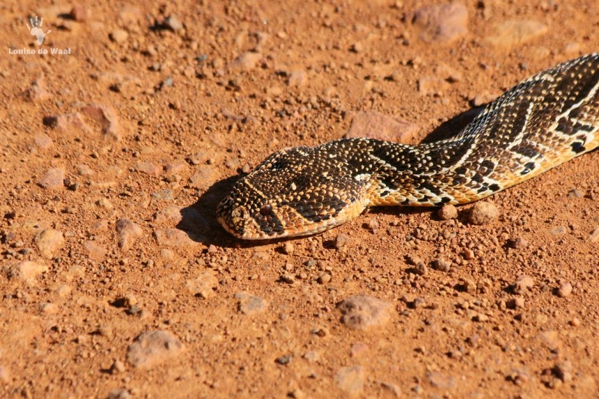 Puff adder Gondwana Game Reserve, Mosselbay | Green Girls in Africa
