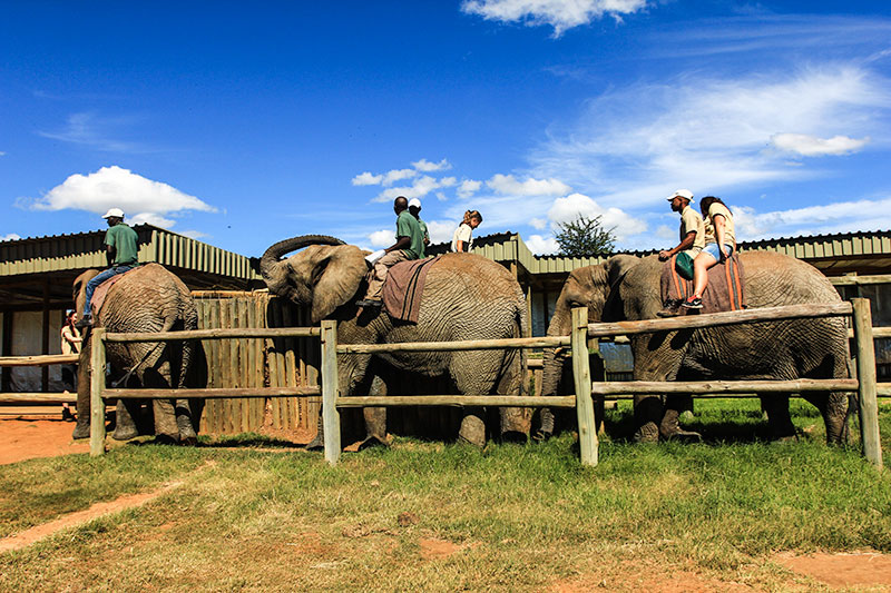 elephant-back-safaris-garden-route-volunteer-expeditions