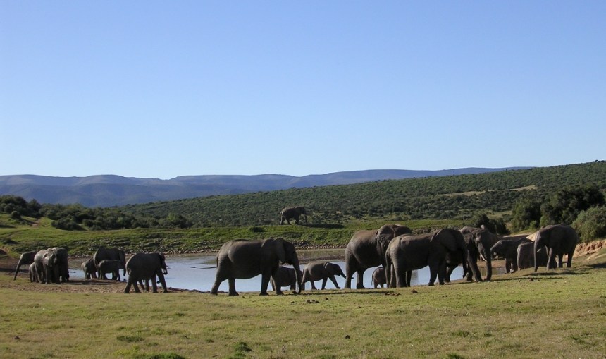 elephants-at-waterhole