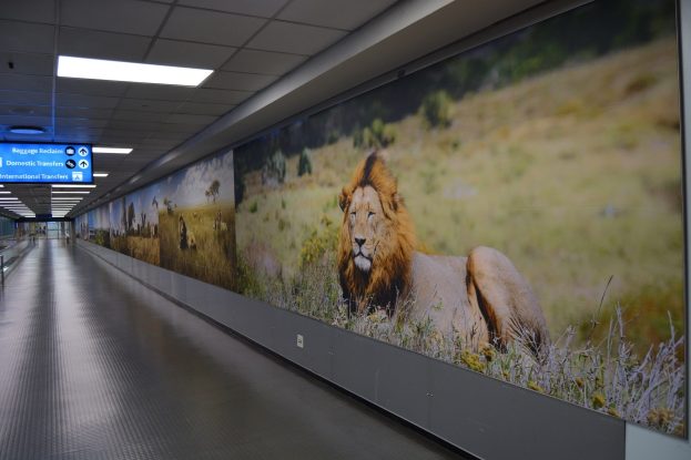 New wild lion poster at OR Tambo International Airport