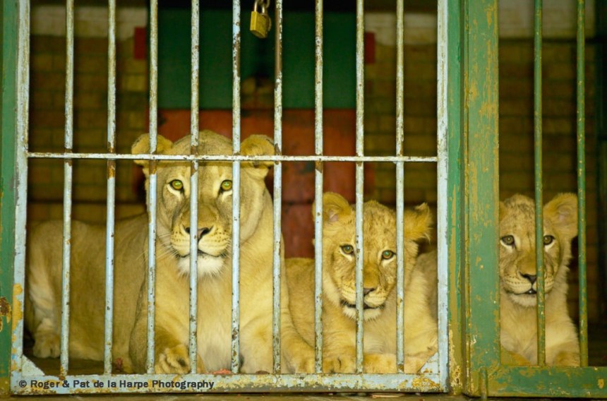 Lions bred in captivity in South Africa