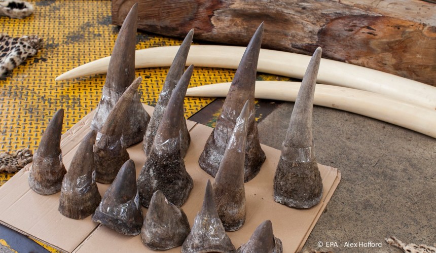 Seized rhino horn in Hong Kong 2013
