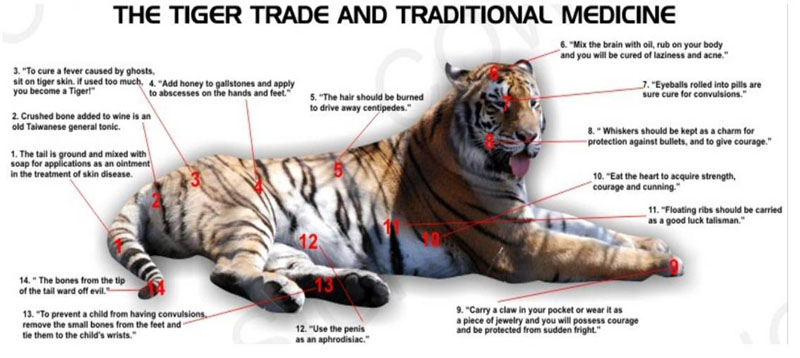 Use of tiger parts in traditional Chinese medicine