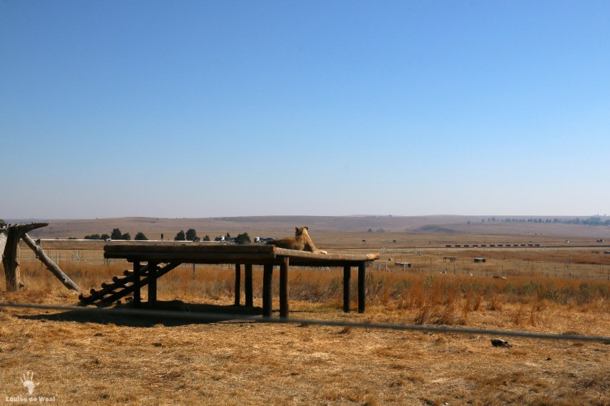 Lion enclosure at Thanda Tau